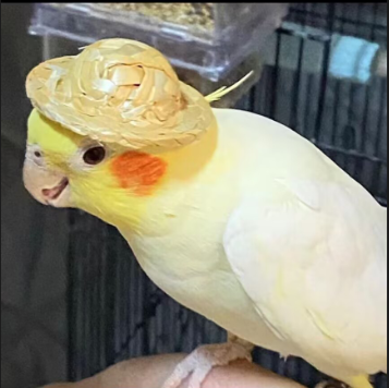 清老师-声咔配音网