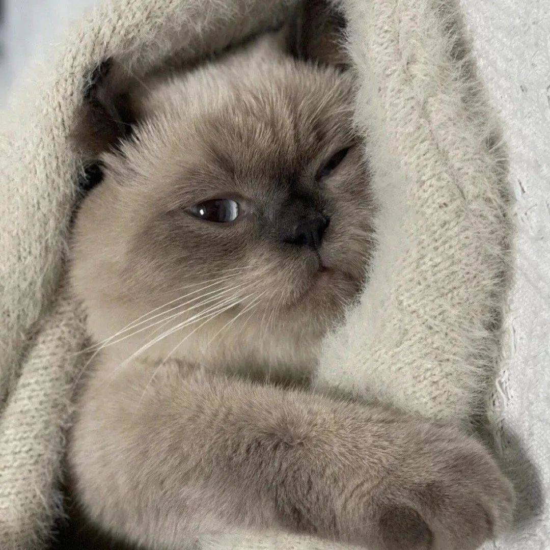 巴西葡语-卢安娜